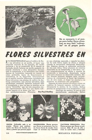 Flores Silvestres en Jardines - Julio 1948