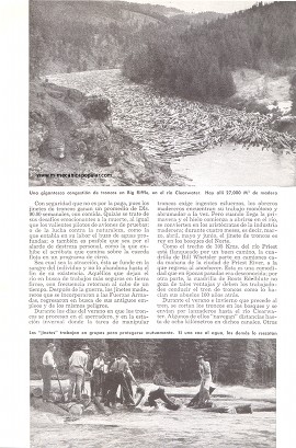 Jineteando Troncos en el Río - Julio 1949
