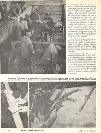 La Cría de Grandes Salmones - Febrero 1962