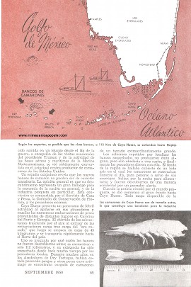Oro Rosado en el Golfo de México - Septiembre 1950