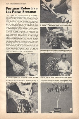 Posturas de arboles -robustas a las pocas semanas - Septiembre 1953