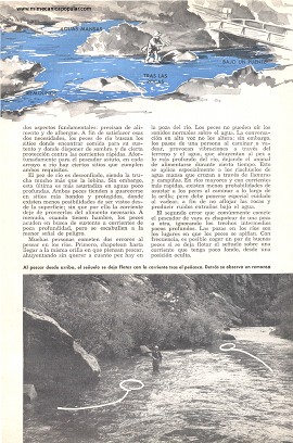 Dónde encontrar peces en un arroyo - Mayo 1954