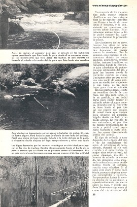 Dónde encontrar peces en un arroyo - Mayo 1954