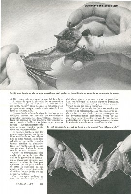 En Busca del Murciélago - Marzo 1950