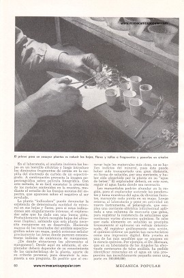 La Botánica en la Búsqueda de Minerales - Julio 1948