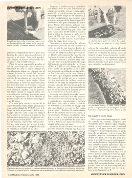 Jardín de vegetales - Junio 1978