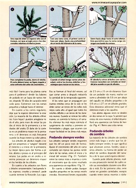 Podando árboles y arbustos - Agosto 1997