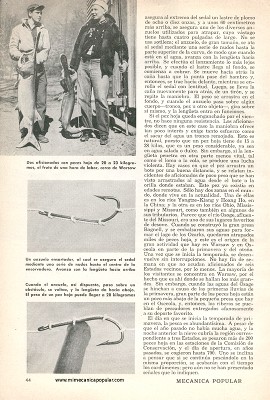 El Pez Hoja No Pica - Agosto 1960