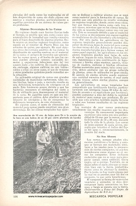 Para el agricultor: Camas Protectoras de Cultivos - Octubre 1957