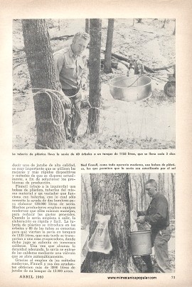 La Savia del Arce - Abril 1960