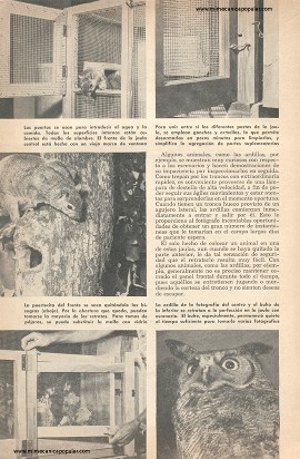 Fotografía: Retrátelos Enjaulados - Mayo 1955